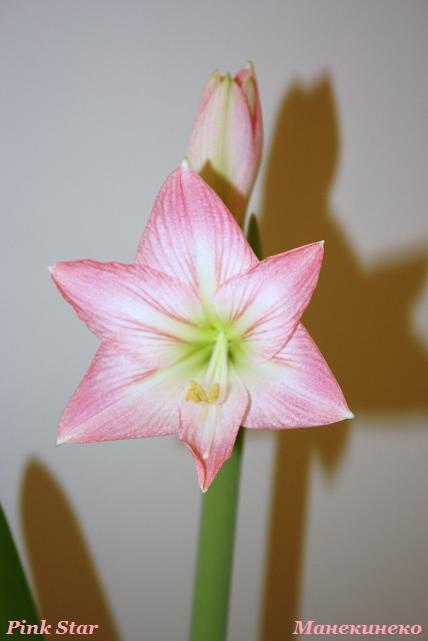 Pink Star 260310.jpg