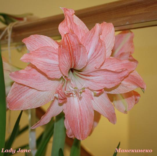 Lady Jane 260310.jpg