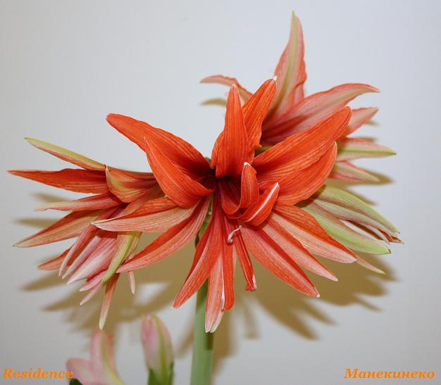 Residence 260310.jpg