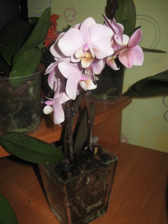 Фаленопсис4.jpg