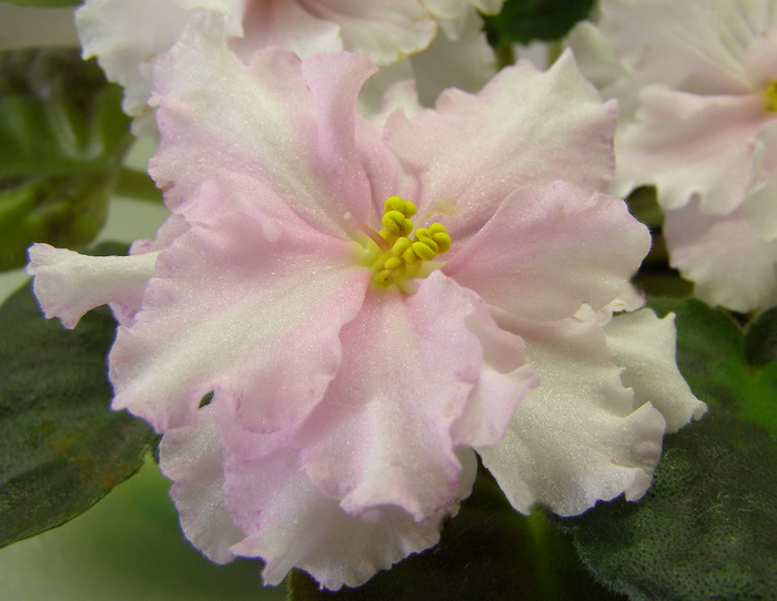 ЛЕ-Свадебный Наряд2.jpg