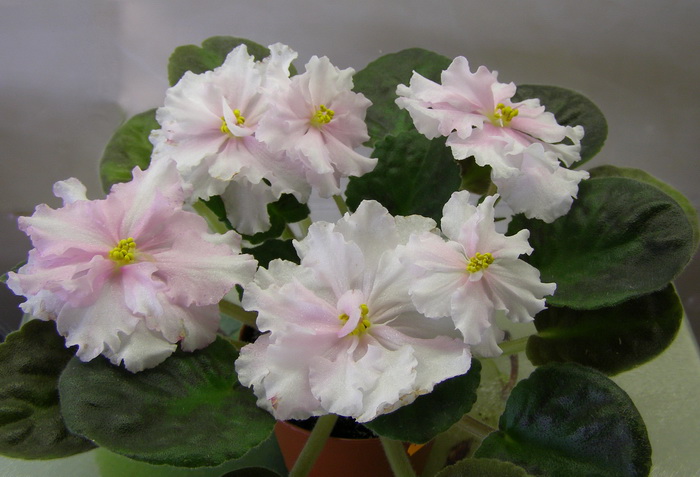 ЛЕ-Свадебный Наряд.jpg