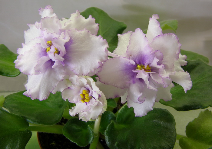 ЕК-Снежный Барс.jpg