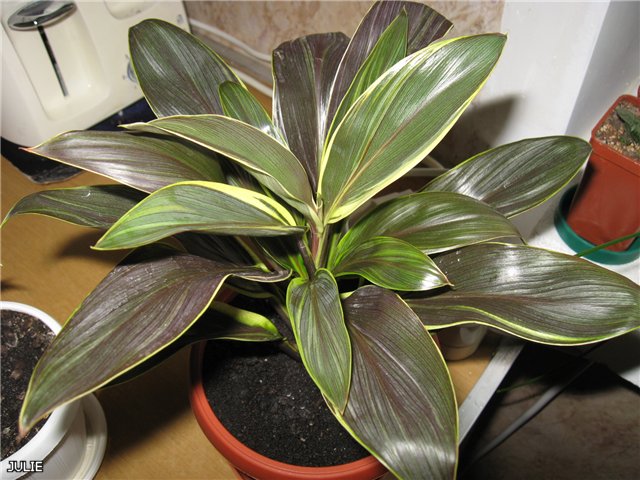 КОРДЕЛИНА КОМПАКТА.jpg