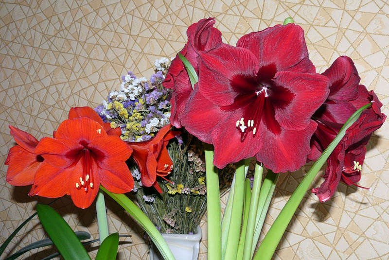 Ожидался из Евробульба Ла Пасси:( Но мне по душе и Черная Жемчужина:)