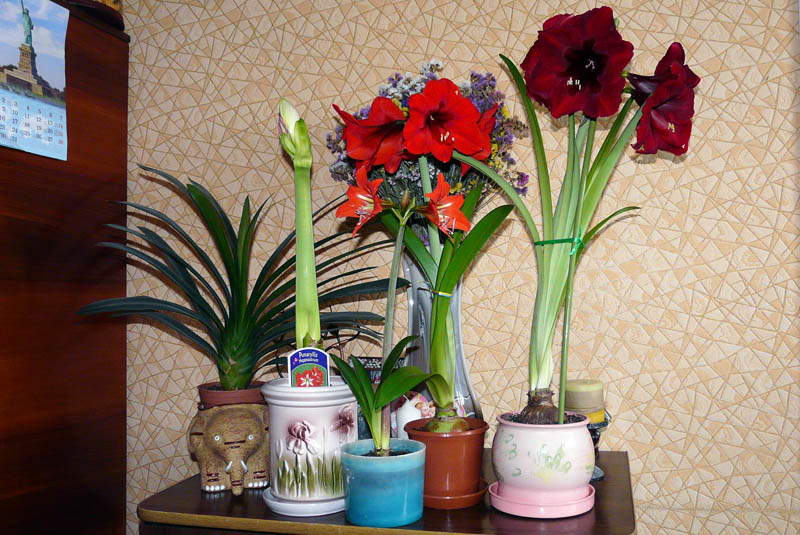 Разные оттенки красного...