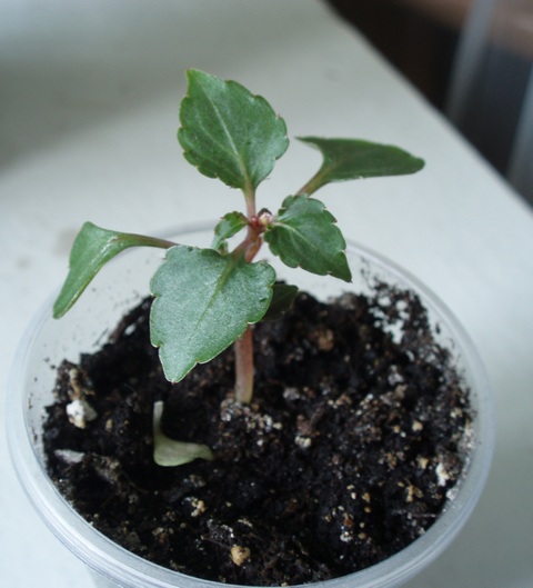 Бальзамин из семян