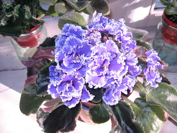 ЕК-Наутілус (спорт):