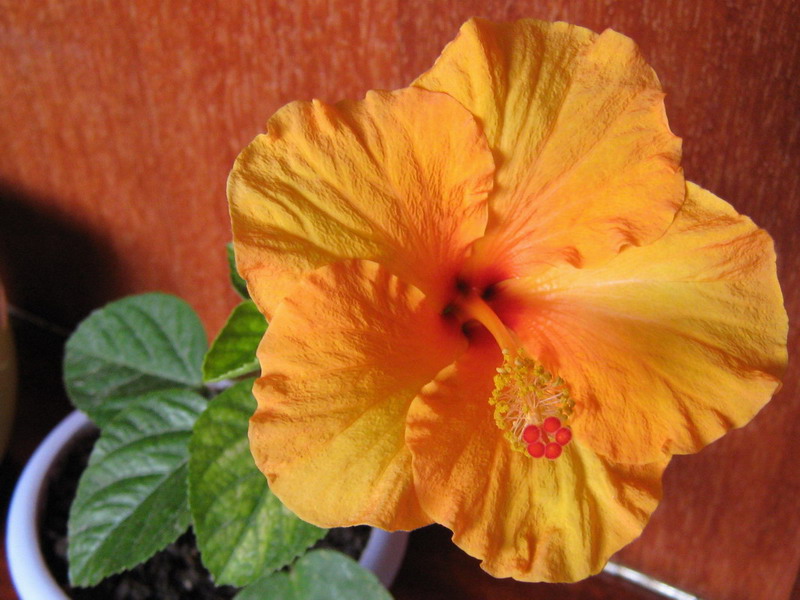 3Гибискус 800х600.jpg