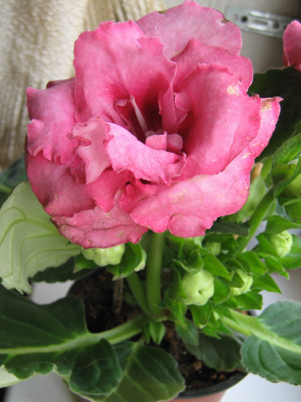 1 Глоксиния 800х600.jpg