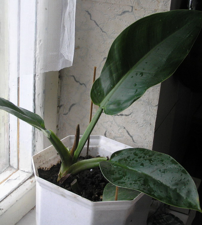 последний снимок - укорененный кусок лианы, мамка  была больше метра длиной...