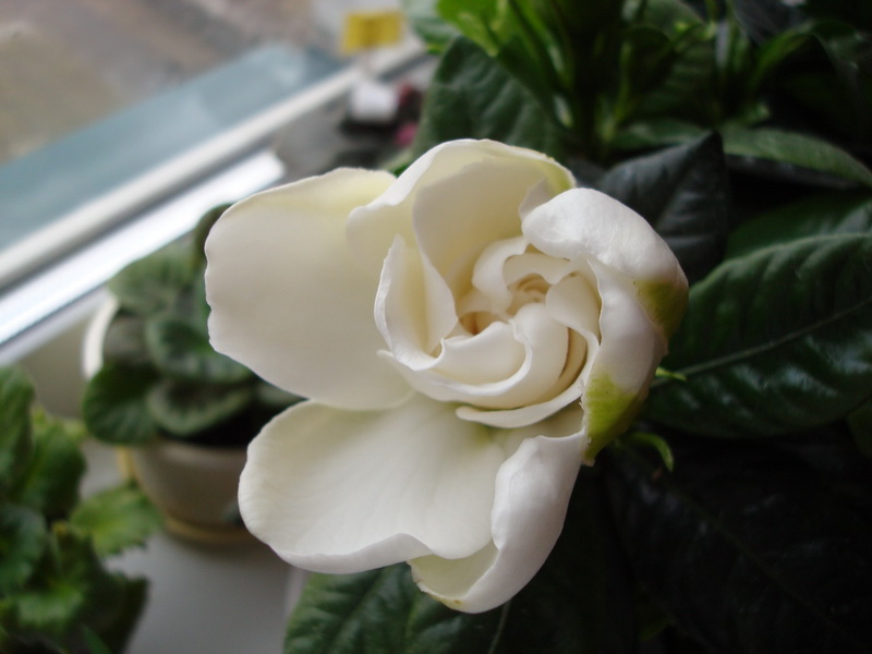 DSC03283_новый размер.JPG