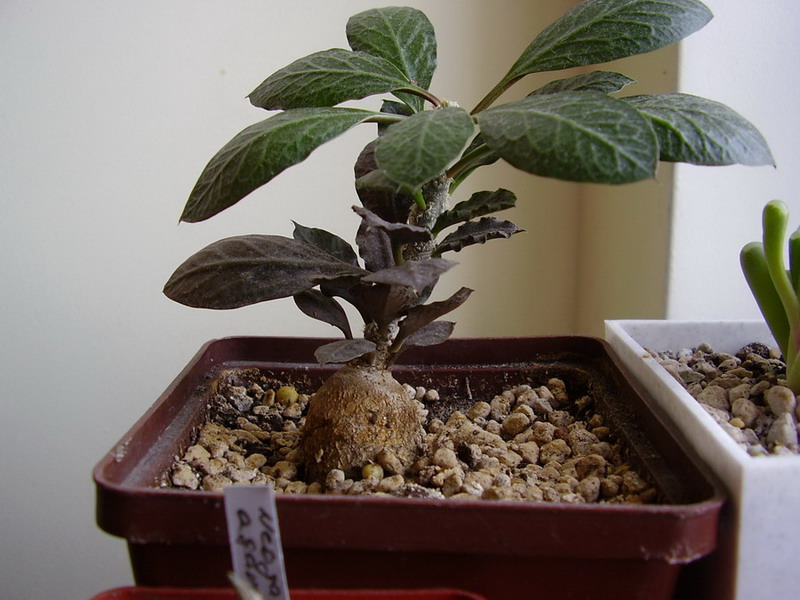 ЧУДИК НОМЕР ДВА.jpg