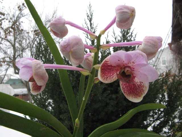 vanda.JPG