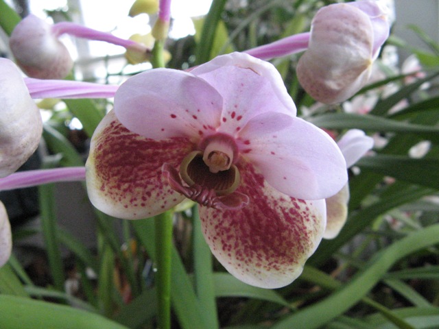 vanda1.JPG