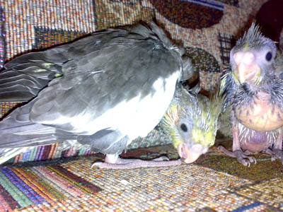 птенчики, еще полностью не оперились