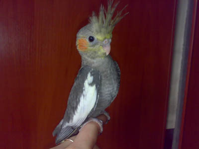 А вот и оперился уже!