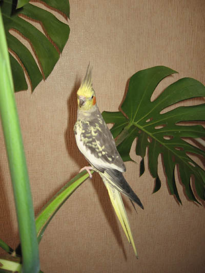 Рикуля-мамуля