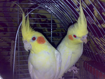 Справа- птенчик, слева- папаша всего семейства!