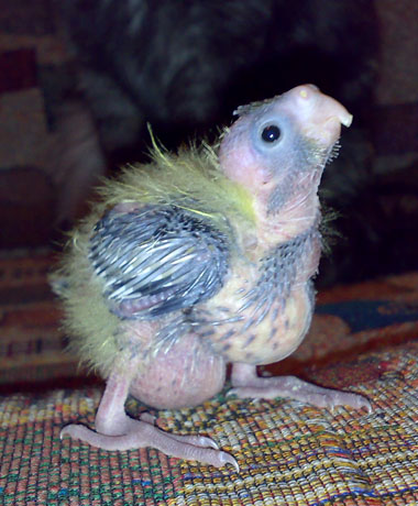 Тут малышу уже дней 16-17