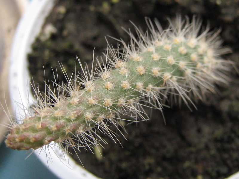 1 Неизвестный 800х600.jpg