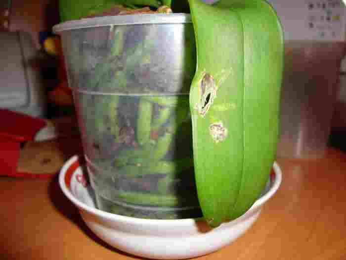 Это мой больной лист, купили цветок уже таким. Помогите!!!