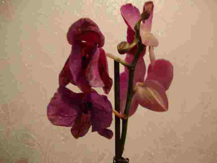 Что с цветком? он болеет или просто отцветает?