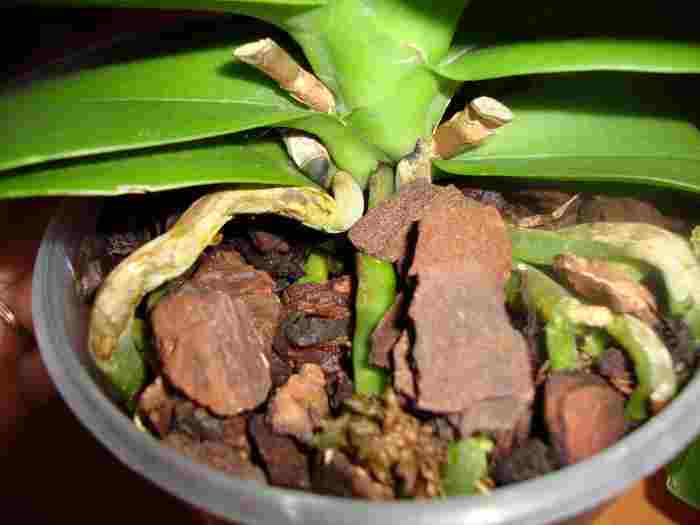 А это наши корни, что сними?