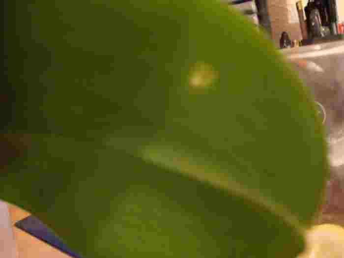 Сначало на изнанке появляются такие пятна