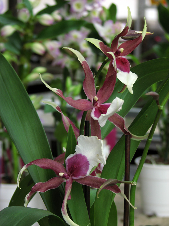 Фото орхидеи Miltassia Eurostar