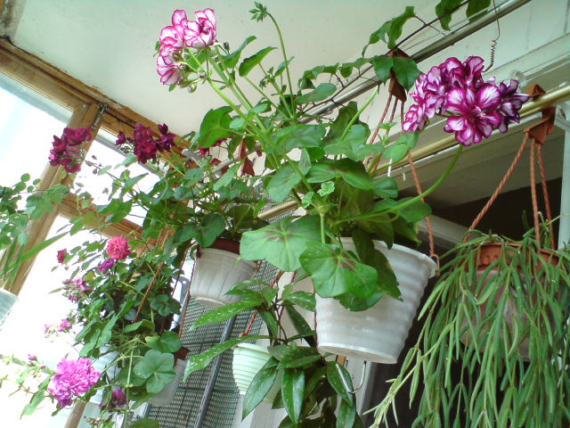 Все висит над головой - вазоны в кашко, куда заливаю воду