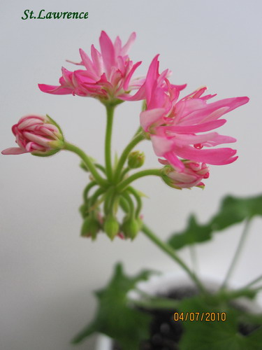 St_Lawrence_Апрель_2010_1 003.jpg