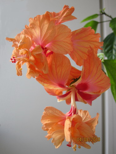 Tequila_Апрель_2010 002.jpg