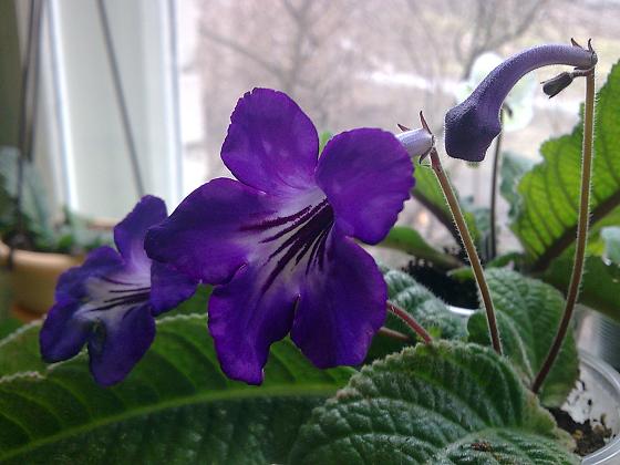 Тунел Вижинс