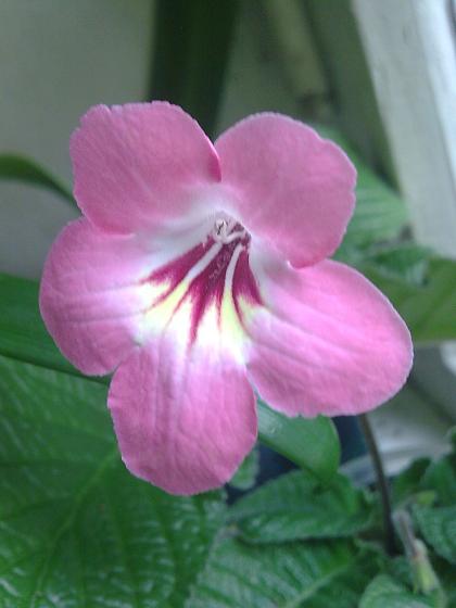 Салмон Сансет