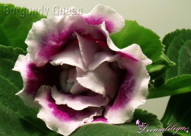 Burgundy Queen800x572(WEB).jpg