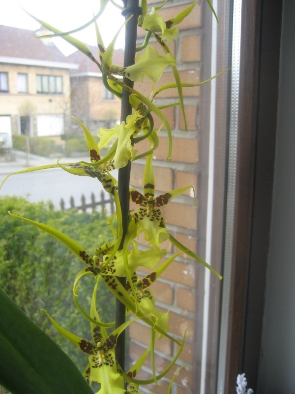 Моя браська цветет.