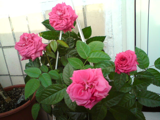 Один из вазончиков