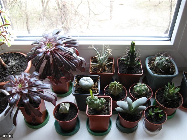 КУСОЧЕК ОДНОГО ИЗ ПОДОКОННИКОВ.jpg