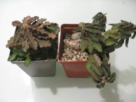 декери другой вид.jpg