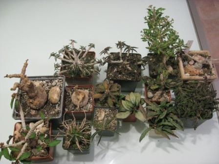 мои эуфорбии.jpg