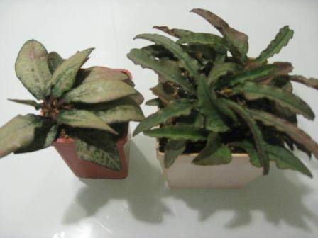 франкоизи два разных вида.jpg