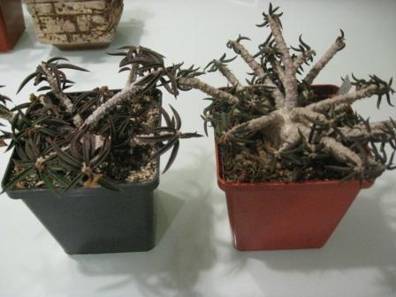 цилиндрифоли 2 вида.jpg