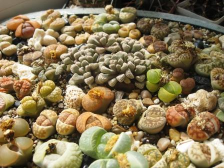 поляна литопсов.jpg