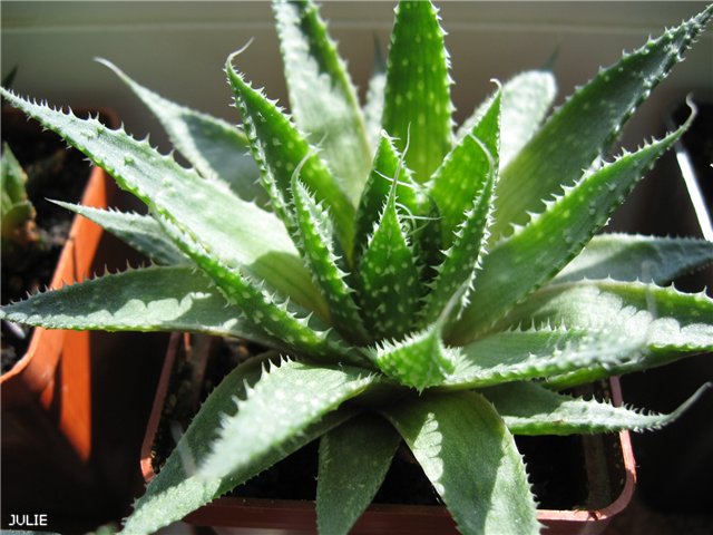 АЛОЕ АРИСТАТА.jpg