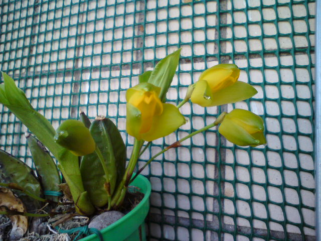 Мексиканка