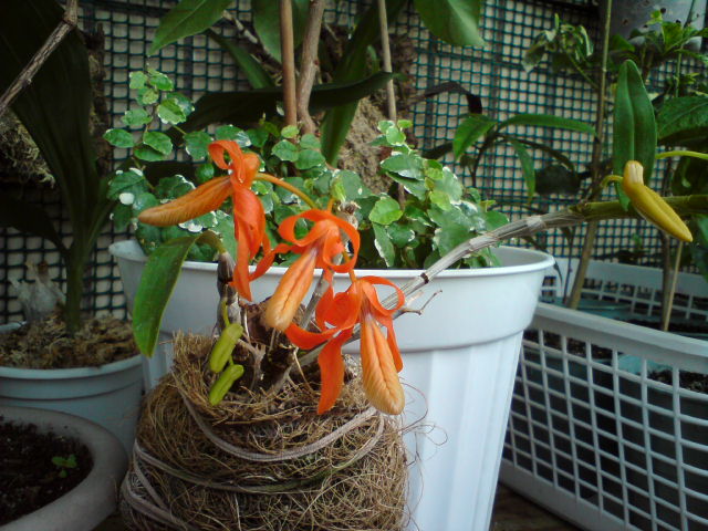 Начало цветения уникума