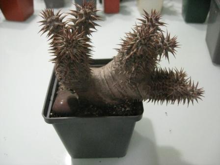 пахиподиум денсифлорум.jpg