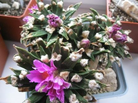 цветение прошлого года,тоже одно из любимых растений