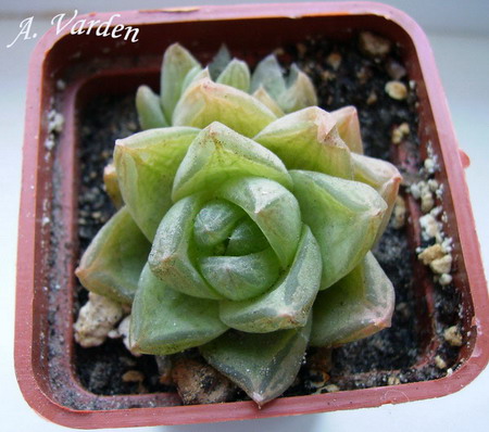 Хавортия лилипутана_1